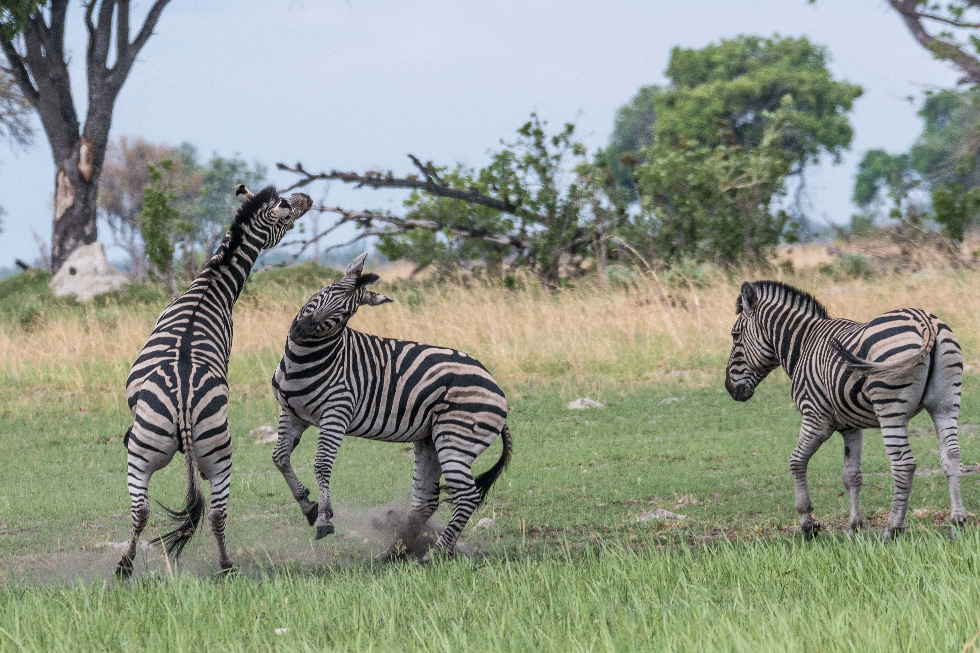 Zèbres de Burchell (Burchell's zebra, Equus burchelli), combat d'étalons 
pour la conquête d'une femelle -2- Shinde, Delta de l'Okavango, Botswana.